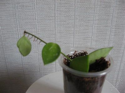 Лот: 1690826. Фото: 1. Hoya gracilis(Хойя Грациалис). Горшечные растения и комнатные цветы