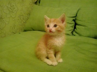 Лот: 4504828. Фото: 1. Отдам котенка. Кошки, котята