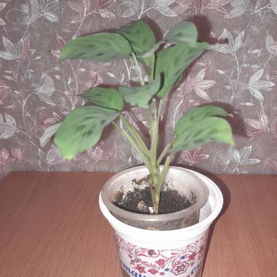 Лот: 21735032. Фото: 1. маранта, укорененный отросток. Горшечные растения и комнатные цветы