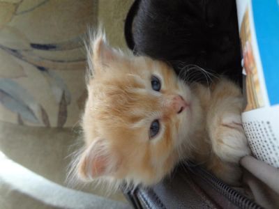 Лот: 3152294. Фото: 1. Котенок, рыжий кругломордый от... Кошки, котята