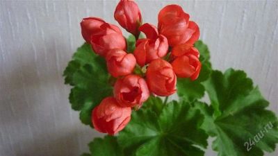 Лот: 2171337. Фото: 1. пеларгония тюльпановидная Red... Горшечные растения и комнатные цветы