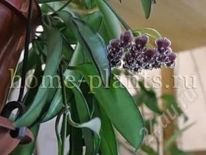 Лот: 2850907. Фото: 1. Хойя Вайети(Hoya wayetii). Горшечные растения и комнатные цветы