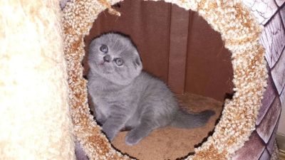 Лот: 15550764. Фото: 1. Шотландская голубая вислоухая... Кошки, котята