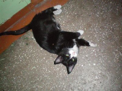 Лот: 1477632. Фото: 1. Кошечка. Кошки, котята