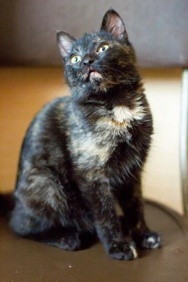Лот: 6983280. Фото: 1. Кошечка Дарена. Кошки, котята