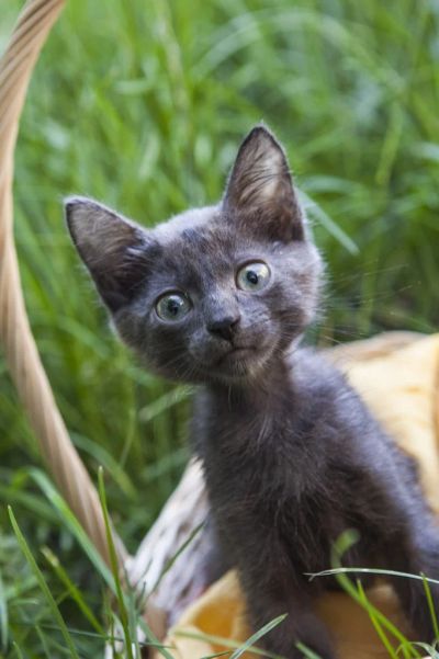 Лот: 3036124. Фото: 1. Славный котенок в добрые ручки... Кошки, котята