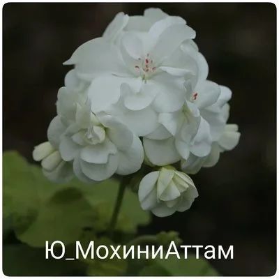 Лот: 14851661. Фото: 1. Зональная пеларгония "Ю МохиниАттам... Горшечные растения и комнатные цветы