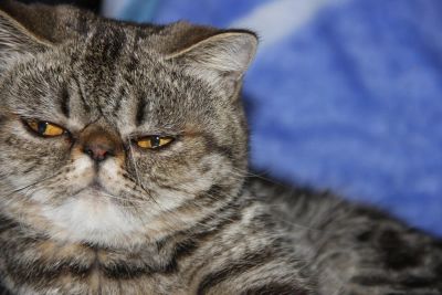 Лот: 8809471. Фото: 1. Персидские кошки в заботливые... Кошки, котята