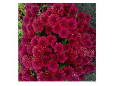 Лот: 7259112. Фото: 1. Хризантема "Branhill Cherry... Садовые цветы
