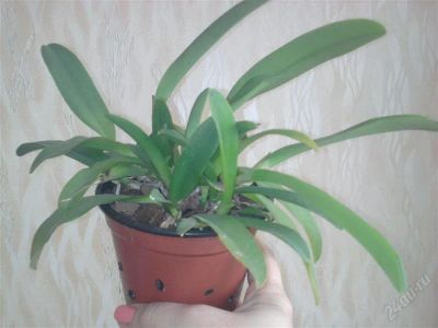 Лот: 1957424. Фото: 1. Орхидея катлея мини. Горшечные растения и комнатные цветы