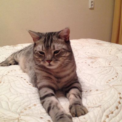Лот: 11878073. Фото: 1. Отдам шотландского кота. Кошки, котята