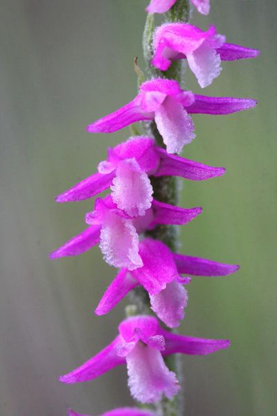 Лот: 6336307. Фото: 1. Скрученник китайский (Spiranthes... Другое (семена, рассада, садовые растения)