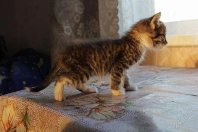 Лот: 2404689. Фото: 1. Котенок миленький. Кошки, котята