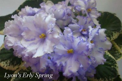Лот: 11626010. Фото: 1. Сенполия Lyon’s Early Spring... Горшечные растения и комнатные цветы
