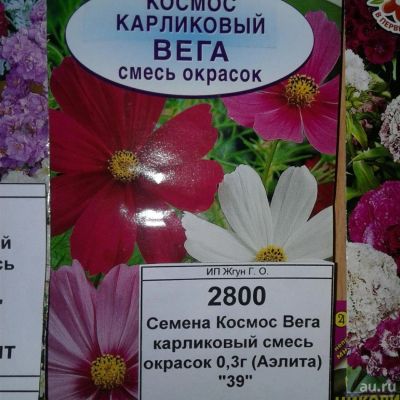 Лот: 9118362. Фото: 1. Семена / цвета / Космос Вега... Садовые цветы