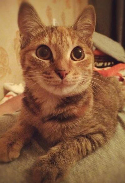 Лот: 4486582. Фото: 1. Отдам кошечку!. Кошки, котята