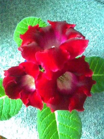 Лот: 973126. Фото: 1. Глоксиния Аванти винно-красная... Горшечные растения и комнатные цветы