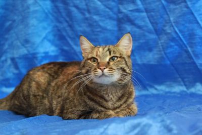 Лот: 7520002. Фото: 1. Кошечка в ответственные ручки. Кошки, котята