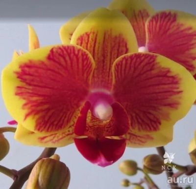 Лот: 17878631. Фото: 1. Орхидея Фаленопсис (369)LF1452. Горшечные растения и комнатные цветы