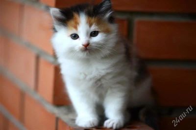Лот: 2959391. Фото: 1. Ангорский котенок, трехцветная... Кошки, котята