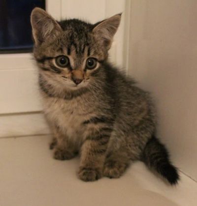 Лот: 6342601. Фото: 1. Котенок. Кошки, котята
