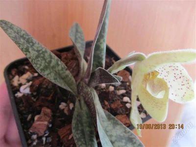 Лот: 2912876. Фото: 1. Орхидея башмачок Paphiopedilum... Горшечные растения и комнатные цветы