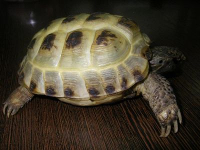 Лот: 3092840. Фото: 1. черепаха сухопутная. Остальные животные