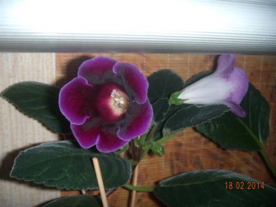 Лот: 3744850. Фото: 1. Цветущая глоксиния. Горшечные растения и комнатные цветы