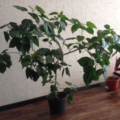Лот: 5691410. Фото: 1. продам или обменяю на котёнка... Горшечные растения и комнатные цветы
