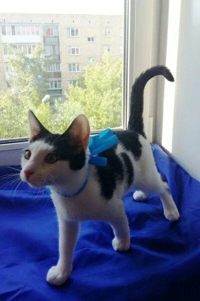Лот: 11858640. Фото: 1. Котик Джем, 5 месяцев. Кошки, котята