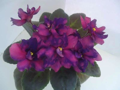 Лот: 6296401. Фото: 1. Сортовая фиалка АЕ-Стрелец-Элит... Горшечные растения и комнатные цветы