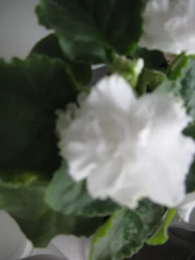 Лот: 11719503. Фото: 1. сортовая фиалка белая супер махровая... Горшечные растения и комнатные цветы