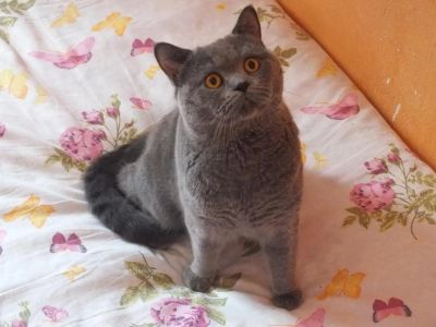 Лот: 8075017. Фото: 1. Британский кот (1,5 года, без... Кошки, котята
