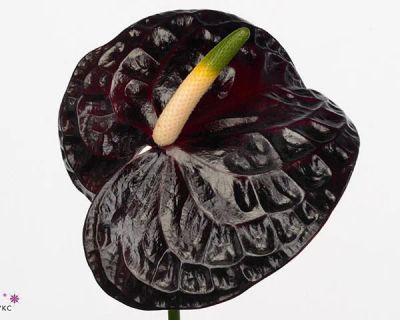 Лот: 9672691. Фото: 1. Антуриум "Блек Квин" (Anthurium... Горшечные растения и комнатные цветы