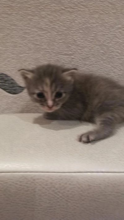 Лот: 7995664. Фото: 1. Котенок дымчатый,девочка. Кошки, котята