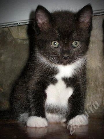Лот: 376592. Фото: 1. отдам котят...=). Остальные животные