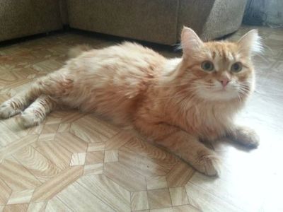 Лот: 3114729. Фото: 1. отдадим в хорошие руки Бакса... Кошки, котята