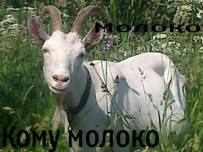 Лот: 4344535. Фото: 1. Козье молоко. Молоко и молочные продукты