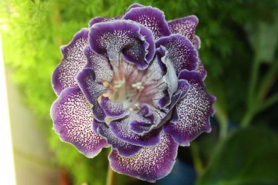 Лот: 5282203. Фото: 1. Глоксиния (тигрина синяя) цветет. Горшечные растения и комнатные цветы