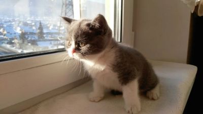 Лот: 9062819. Фото: 1. Шотландская прямоухая. Кошки, котята