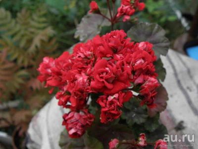 Лот: 14571037. Фото: 1. Пеларгония 'Vectis Rosebud'. Горшечные растения и комнатные цветы