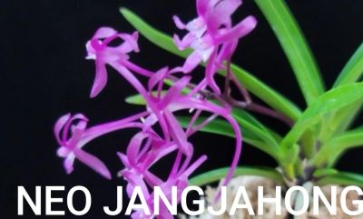 Лот: 22826749. Фото: 1. Орхидеи - neofinetia falcata. Горшечные растения и комнатные цветы