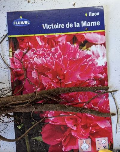 Лот: 17349356. Фото: 1. Пион Victoire de la marne, Виктор... Садовые цветы