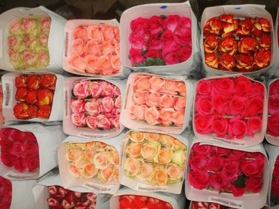 Лот: 3737628. Фото: 1. Роза Голландия. Другое (цветы, букеты)