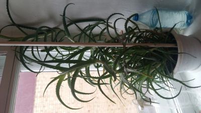 Лот: 14913604. Фото: 1. Алоэ. Горшечные растения и комнатные цветы