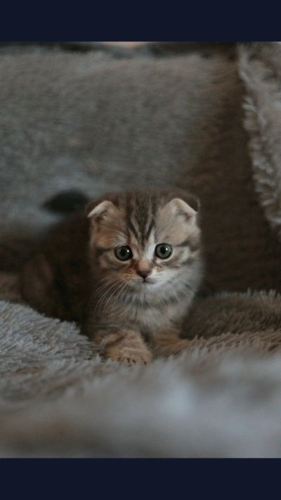 Лот: 14532243. Фото: 1. Котята шотландцы, почти 1,5 мес. Кошки, котята