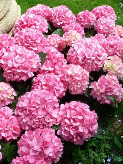 Лот: 6246541. Фото: 1. Гортензия 3. Горшечные растения и комнатные цветы