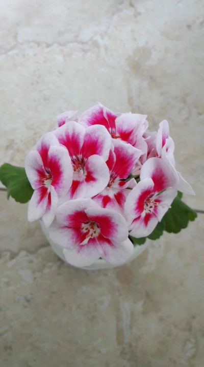 Лот: 14299639. Фото: 1. Пеларгония PAC Flower Fairy White... Горшечные растения и комнатные цветы