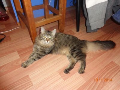 Лот: 4741356. Фото: 1. Отдам кошечку в добрые ручки!. Кошки, котята