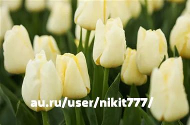 Лот: 7028001. Фото: 1. Крупный Тюльпан к 8 марта + Бесплатная... Свежие цветы